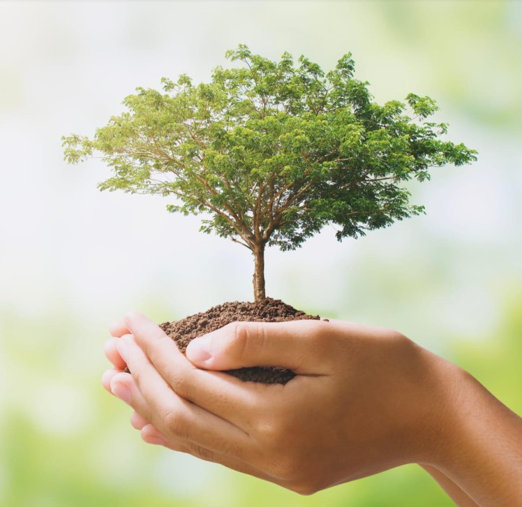 Why Replant Trees As A Company?