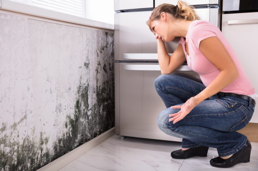 Understanding Mold Removal